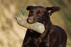 retrieving Labrador Retriever