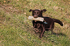 retrieving Labrador Retriever