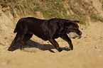 retrieving Labrador Retriever