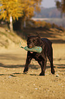 retrieving Labrador Retriever