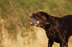 Labrador Retriever Portrait