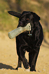 retrieving Labrador Retriever