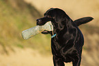 Labrador Retriever Portrait