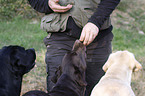 feeding Labrador Retriever