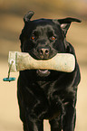 retrieving Labrador Retriever