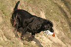 retrieving Labrador Retriever