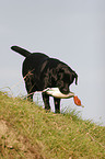 retrieving Labrador Retriever