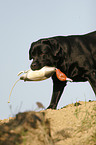 retrieving Labrador Retriever