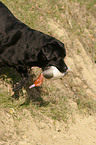 retrieving Labrador Retriever