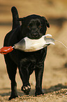 retrieving Labrador Retriever