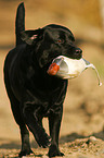 retrieving Labrador Retriever