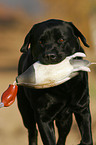 retrieving Labrador Retriever