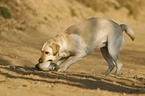 retrieving Labrador Retriever