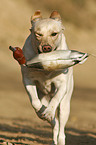 retrieving Labrador Retriever