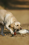 retrieving Labrador Retriever