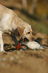 retrieving Labrador Retriever