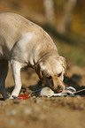 retrieving Labrador Retriever