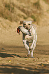 retrieving Labrador Retriever