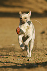 retrieving Labrador Retriever