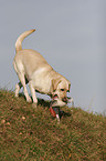 retrieving Labrador Retriever