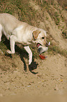 retrieving Labrador Retriever