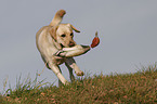 retrieving Labrador Retriever