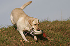 retrieving Labrador Retriever