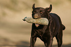 retrieving Labrador Retriever