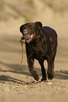 retrieving Labrador Retriever