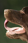 Labrador Retriever Portrait