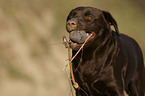 retrieving Labrador Retriever