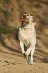 retrieving Labrador Retriever