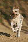 retrieving Labrador Retriever