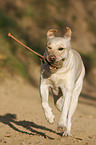 retrieving Labrador Retriever