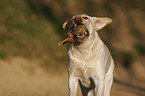 retrieving Labrador Retriever