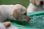 Labrador Retriever Puppy