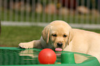 Labrador Retriever Puppy