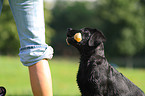 Labrador Retriever Puppy