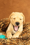 Labrador Retriever Puppy