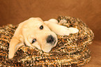 Labrador Retriever Puppy