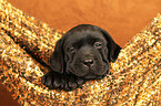 Labrador Retriever Puppy