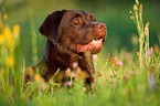 Labrador Retriever Portrait