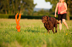 playing Labrador Retriever