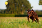 playing Labrador Retriever