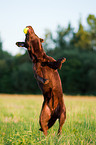 playing Labrador Retriever