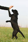 young Labrador Retriever