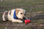 playing Labrador Retriever