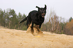 running Labrador Retriever