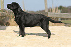 Labrador Retriever