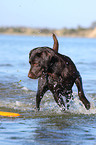 brown Labrador Retriever